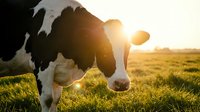 Black and white dairy cow grazing on lush green pasture at golden sunset, warm backlight glowing behind animal on farm meadow.