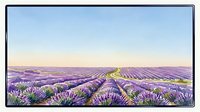Vast lavender field in full bloom stretches across rolling hills under clear sky, showcasing agricultural landscape and natural purple floral scenery.
