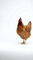 Brown hen chicken standing isolated on white background for farm poultry design projects and agricultural marketing materials.