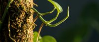 Young green plant seedling emerging from rich dark soil with tender leaves unfurling in warm sunlight, symbolizing new life, growth and fresh beginnings.