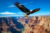 Majestic bald eagle soaring with spread wings over Grand Canyon landscape, dramatic view of red rock formations and winding river against bright blue sky.