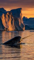 Narwhal swimming in arctic waters at golden hour with icebergs in background, wildlife and nature photography for editorial and educational use.