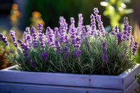 Fragrant lavender plants growing in wooden planter box with soft bokeh background, purple blooming flowers in garden setting create peaceful atmosphere.