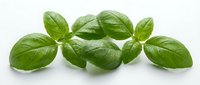 Fresh green basil leaves arranged on white background, aromatic herb for cooking, culinary ingredient isolated for kitchen and food design projects.