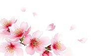 Pink cherry blossom flowers with falling petals on white background for spring design projects and romantic decorations.