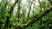 Lush tropical rainforest with dense green vegetation, moss-covered trees, and exotic plants creating mystical jungle atmosphere for nature projects.