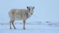 Fluffy white sheep standing alone in snowy winter landscape with overcast sky. Farm animal in cold weather conditions for agricultural content.