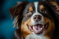 Bernese mountain dog with brown and white coat smiling at camera against blue background, showing teeth in happy expression, pet portrait for advertising and design.