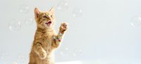 Playful orange tabby kitten reaching for soap bubbles against white background, perfect for pet care advertising and children's content.