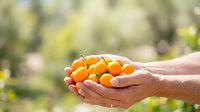 Farmer hands holding fresh orange fruits harvested from orchard garden, agricultural produce and farming concept for food industry and harvest season marketing materials.