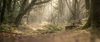 Mystical forest path with moss-covered fallen logs and ancient trees in golden sunlight filtering through misty woodland atmosphere for nature backgrounds.