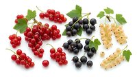 Red, black, and white currants with green leaves isolated on white background, ready for culinary, nutritional, and food design projects.