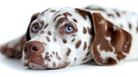 Brown and white spotted Dalmatian dog with bright blue eyes lying down, close-up portrait showing distinctive coat pattern and gentle expression. Perfect for pet care and veterinary designs.