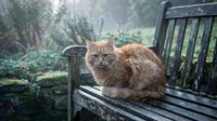 Orange tabby cat sitting on wooden park bench in peaceful garden setting with soft natural lighting and lush green foliage background.