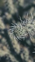 Dried thistle plant with sharp spines in close-up, featuring soft-focused desert vegetation background, suitable for nature and botanical projects.