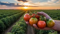 Fresh ripe tomatoes in farmer hands at sunset over agricultural field rows. Organic vegetable harvest concept for healthy eating and sustainable farming.