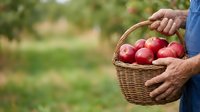 Farmer holding wicker basket filled with fresh red apples in orchard garden. Harvest season produce for agriculture, farming, and food industry marketing.
