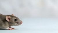 Gray domestic rat with pink ears and nose sitting on white surface against neutral background for pet care and laboratory research concepts.