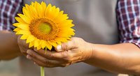 Farmer holding bright yellow sunflower with green stem in hands outdoors, agricultural harvest and gardening concept for farming, nature, and sustainable agriculture themes.