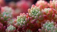 Vibrant succulent plant with pink and green fleshy leaves in macro photography, showing detailed texture of the sedum or echeveria variety for gardening inspiration.
