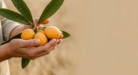 Hands holding fresh organic medlar fruits with green leaves against neutral background, suitable for food, agriculture, and wellness marketing materials.