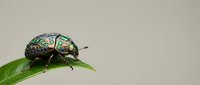 Iridescent green beetle with metallic sheen resting on fresh leaf against neutral background, showcasing natural insect beauty and vibrant colors.