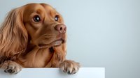 Adorable Cocker Spaniel with golden fur peeking over white blank board against light background, looking up with expressive eyes and gentle expression.