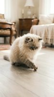 Fluffy cream and brown colorpoint kitten walking on wooden floor in bright bedroom with furniture and lamp in background for pet lifestyle content.