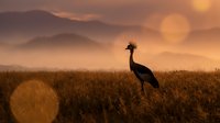 Crowned crane silhouette standing in golden wheat field at sunset with layered mountains in misty background creating serene African savanna landscape scene.