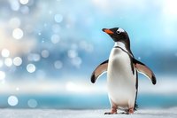 Gentoo penguin standing on snow with spread wings against blurred winter bokeh background in soft blue tones, wildlife nature photography.