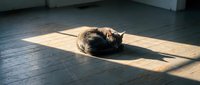 Tabby cat resting on wooden floor in sunlight, domestic pet relaxing indoors with natural light casting shadows.
