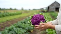 Purple cauliflower held in farmer's hands at harvest in vegetable field. Organic farming, fresh produce, agriculture.