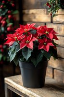 Vibrant red poinsettia plant in black pot on wooden shelf against rustic brick wall background, festive holiday decoration with natural lighting.
