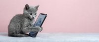 Gray kitten holding smartphone with paw against pink background, displaying screen for tech and pet-related design projects.