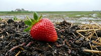 Fresh ripe strawberry growing in rich dark soil on agricultural farmland with green leaves attached ready for harvest in organic farming field.