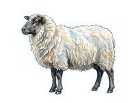 Cream and white woolly sheep with dark legs standing in profile on isolated white background, suitable for agricultural, farming, and livestock design projects.