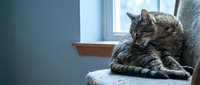 Tabby cat resting on windowsill with natural light, suitable for pet care, lifestyle, and home interior design projects.