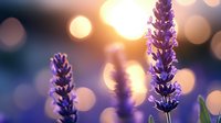 Purple lavender flowers blooming in golden sunset light with dreamy bokeh background creating peaceful garden atmosphere for wellness and relaxation themes.