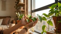 Woman hands gently touching green pothos plant leaves in sunlit modern home interior with natural light streaming through window for plant care.