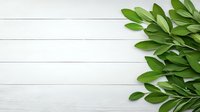 Fresh green bay leaves arranged on white wooden planks background with copy space, natural food seasoning and cooking ingredient.