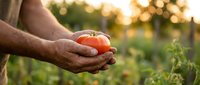 Farmer hands holding fresh ripe red tomato in organic garden during golden hour sunset. Harvest time concept for healthy eating and sustainable agriculture.