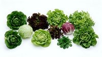 Assorted fresh lettuce and leafy greens including romaine, red cabbage, and mixed salad varieties arranged on white background for culinary and food styling use.