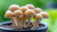 Fresh brown mushrooms growing in cluster from dark soil in plant pot, macro photography with selective focus and natural green background.