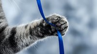 Gray tabby cat paw gripping blue rope or cord against blurred winter background, closeup detail shot for pet behavior, animal training, or feline care content.