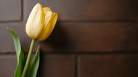 Single yellow tulip flower against dark wooden background, soft natural lighting creates gentle shadows highlighting delicate petals and green stem. Spring floral composition.