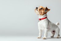 White Jack Russell Terrier with red collar standing alert on light background, side view of purebred dog with characteristic facial features and perked ears.