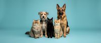Group of domestic pets sitting together on turquoise background including German Shepherd dog, mixed breed puppy, Maine Coon cat, black cat and orange tabby cat.