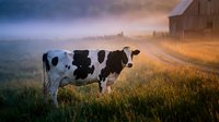 Holstein dairy cow standing in misty pasture at sunrise with rustic barn, peaceful rural farm scene for agriculture and livestock concepts.