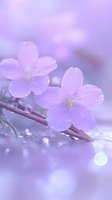 Delicate purple cherry blossoms with morning dew drops creating magical bokeh effect. Soft focus macro photography captures spring freshness and natural beauty.