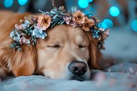 Sleeping Golden Retriever dog wearing floral crown with pink roses and eucalyptus leaves against blurred turquoise bokeh background, peaceful pet portrait.